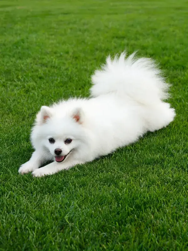 白色博美犬趴卧绿色草坪