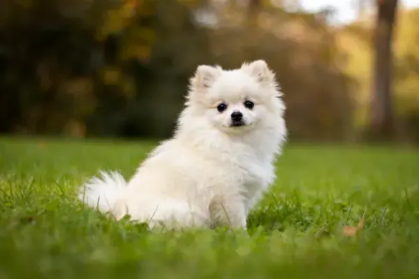 户外草地上的博美幼犬
