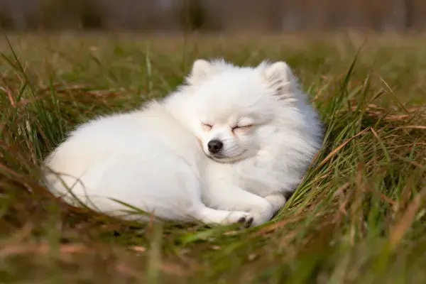 户外草地上蜷卧的博美幼犬