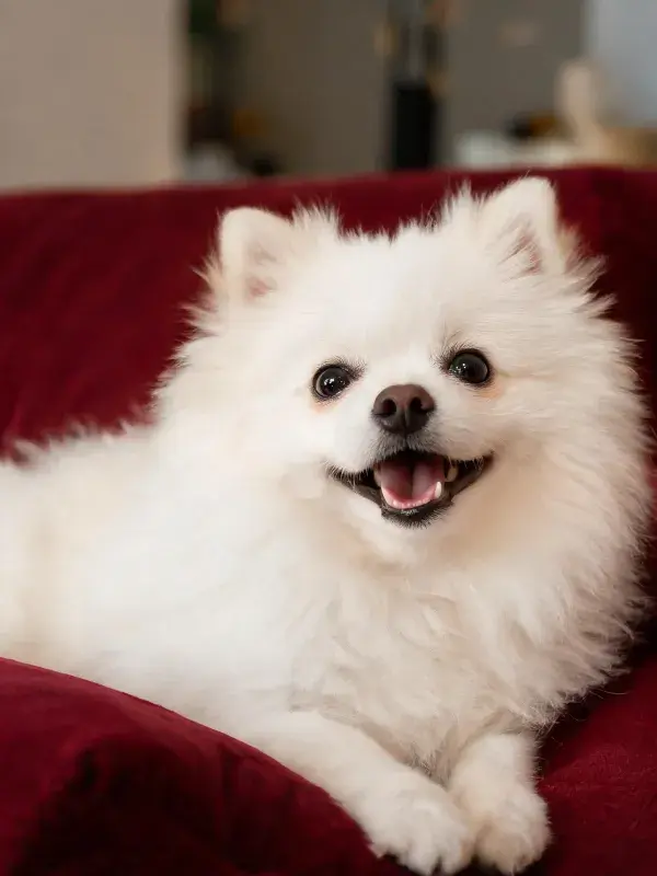 酷似博美犬的白色宠物犬特写