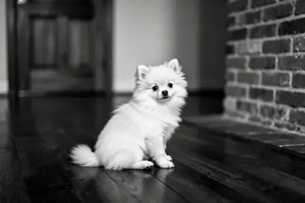 博美犬安静坐于木地板场景