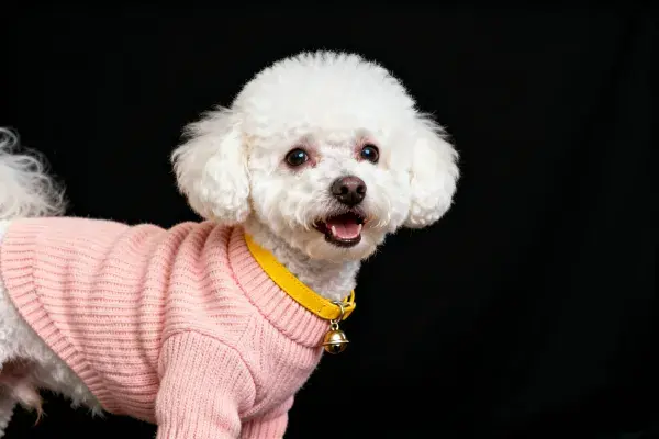 纯黑背景下穿粉色毛衣的贵宾犬
