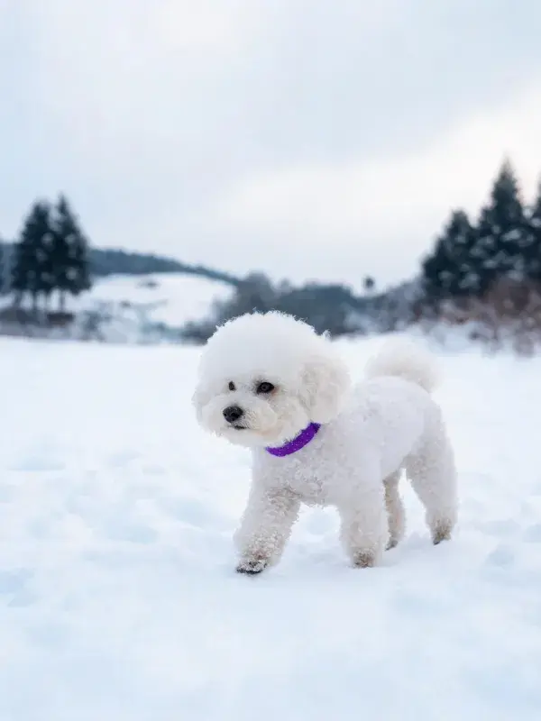 雪地中白色比熊犬的特写