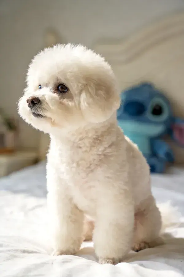 室内床铺上的卷毛比熊犬与卡通玩偶