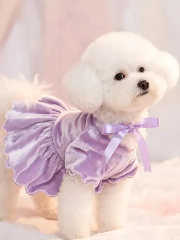 室内柔光下的卷毛比熊犬写真