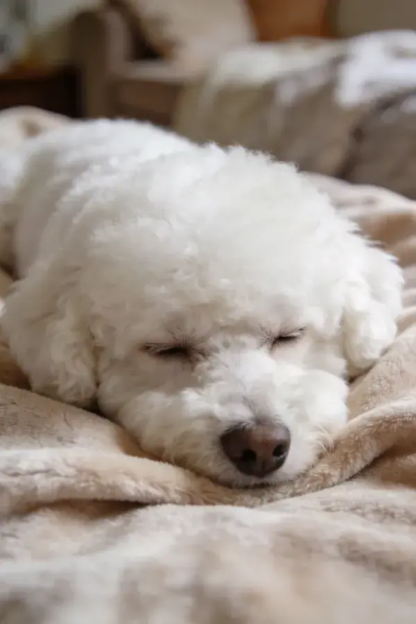 白色卷毛贵宾犬躺卧在毯子上