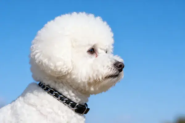 晴空下白色贵宾犬特写