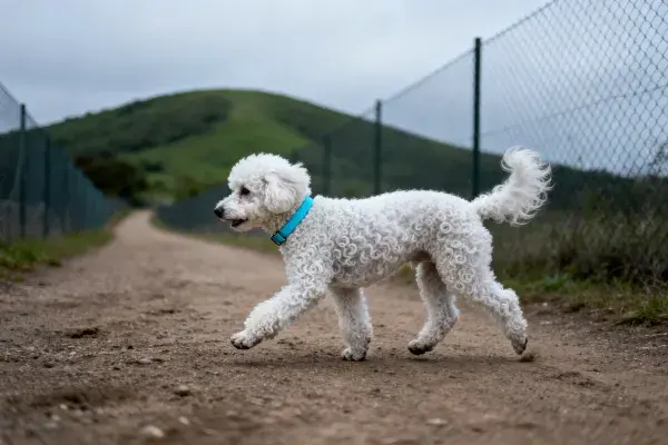 链式围栏间的步道上行走的小型贵宾犬
