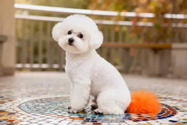比熊犬坐在户外马赛克平台上