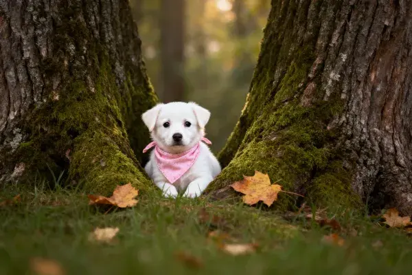 青苔树缝中的小型拉布拉多幼犬