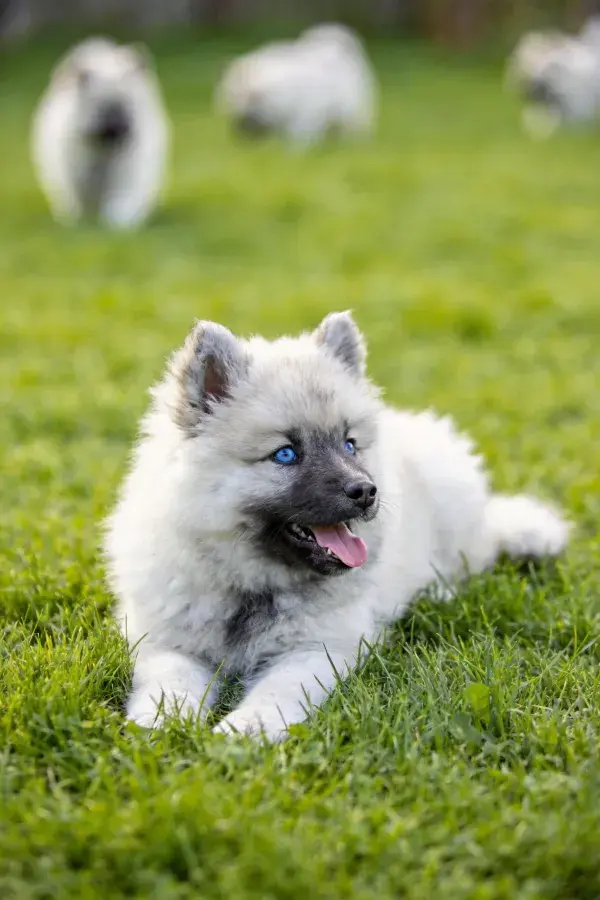 草地上的凯斯霍恩幼犬
