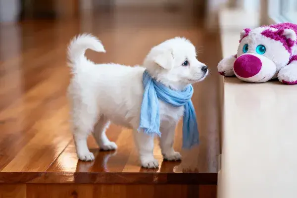 木质平台上萨摩耶幼犬与毛绒玩具