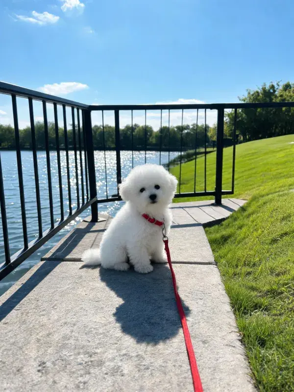 湖边石板路上的比熊犬
