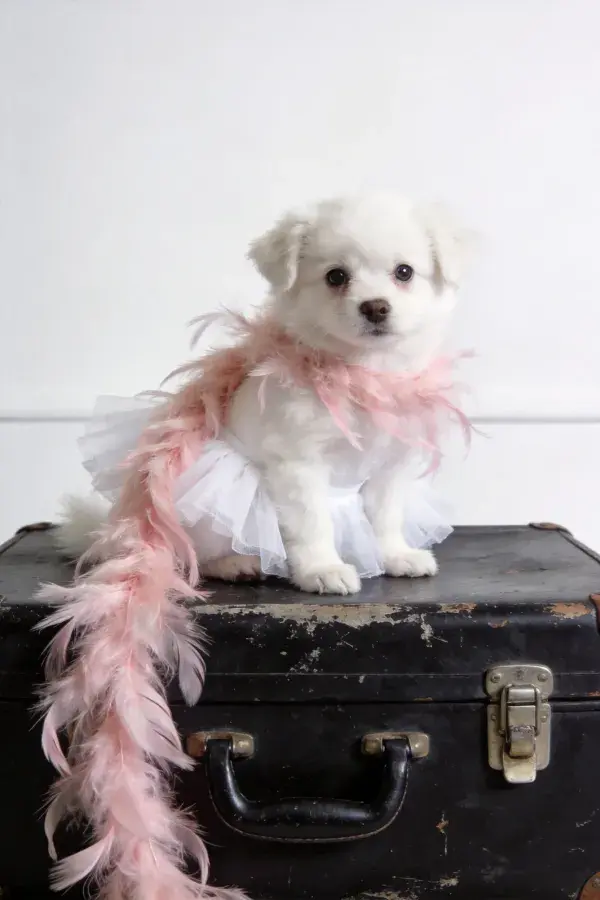 马尔济斯幼犬坐在复古皮箱上