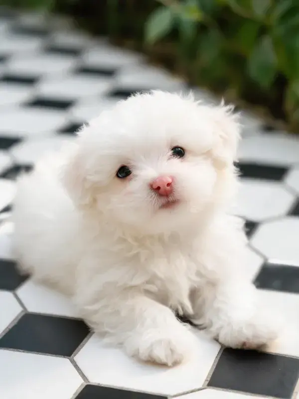 黑白方格地面上的马尔济斯犬幼犬特写