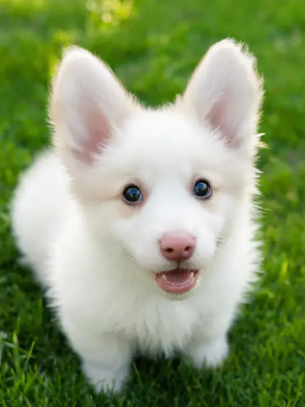 草地上的白色博美幼犬