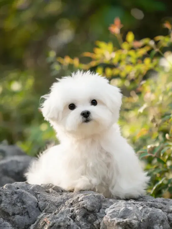 岩石上马尔济斯犬的特写
