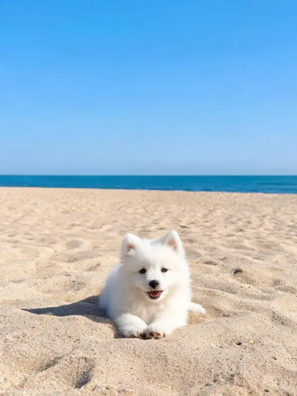 海滩沙地上的萨摩耶幼犬特写