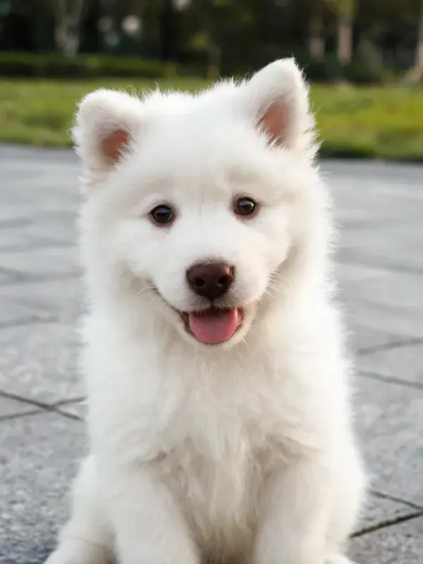 砖石路面上的萨摩耶幼犬特写