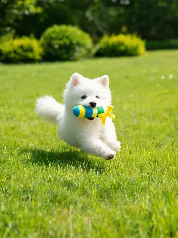 阳光明媚草坪上萨摩耶犬叼玩具奔跑场景