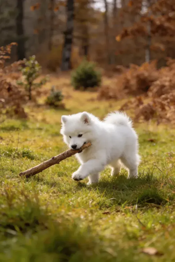 萨摩耶幼犬草地持木玩耍场景