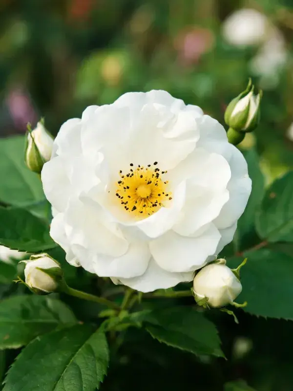 白花蔷薇花瓣特写展示细腻质感