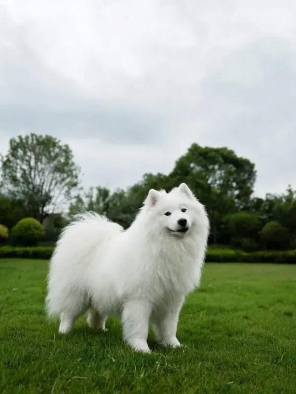 草地上的萨摩耶犬特写