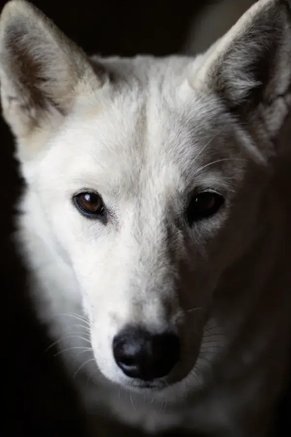 特写拍摄的白色狐狸犬
