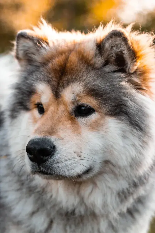 三色长毛牧羊犬户外特写