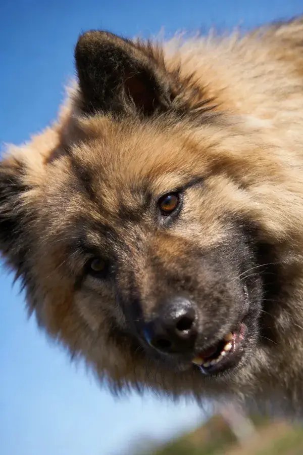 阳光下荷兰狮犬的特写镜头