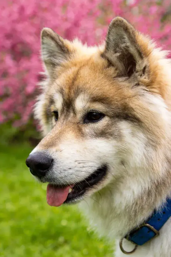 户外环境中蓬松毛发犬只特写