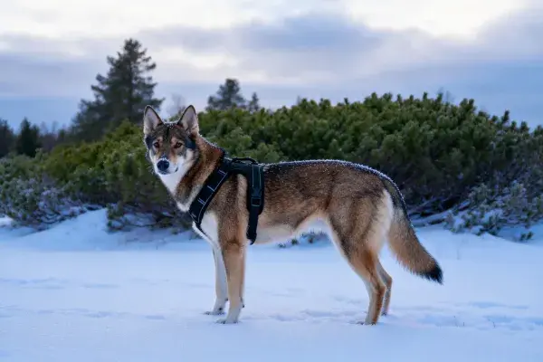 雪地中穿戴牵引带的北极狼犬