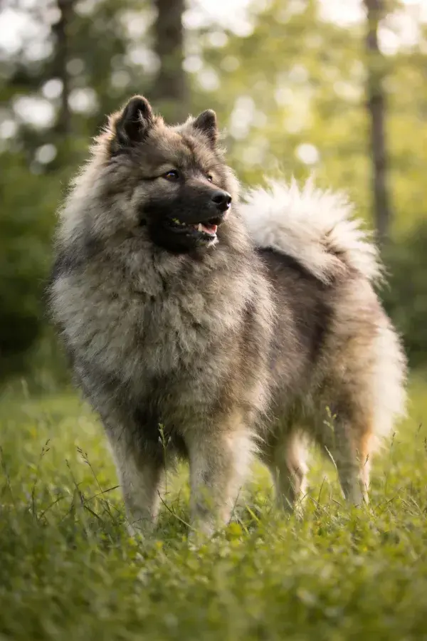 阳光下森林草地里的凯士伯犬