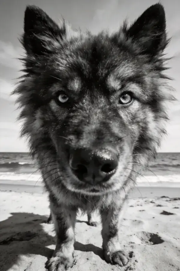 阳光沙滩上的狼犬混血特写