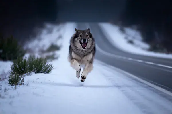 积雪路面上的狼犬奔跑场景