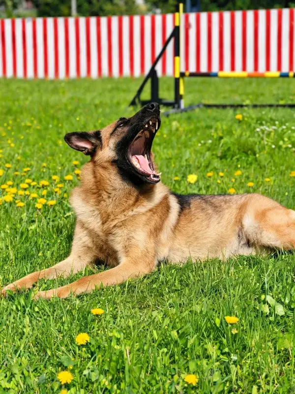 德国牧羊犬在草地上的状态捕捉