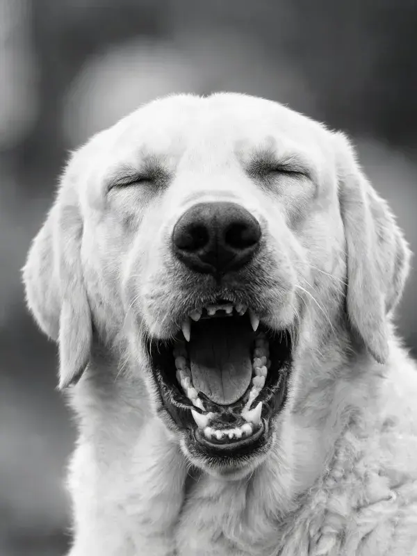 黑白特写中拉布拉多犬的放松姿态