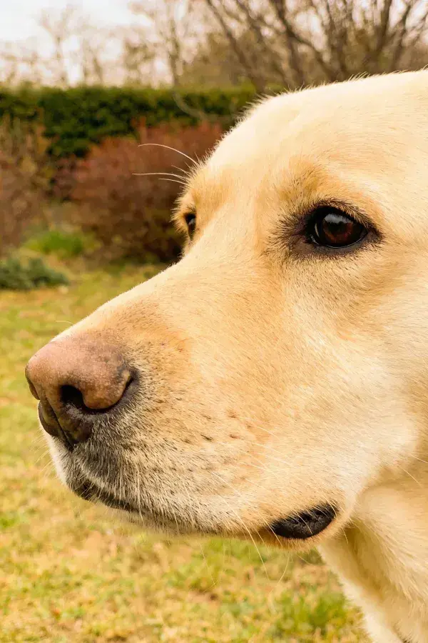 黄色拉布拉多犬近景特写于庭院中
