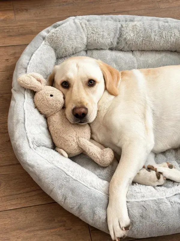灰色宠物窝里的拉布拉多幼犬