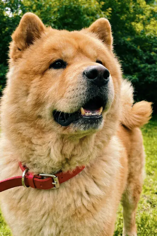 草地树林中的棕黄色柴犬特写