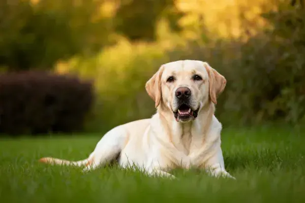 草地上的黄色拉布拉多猎犬休憩场景