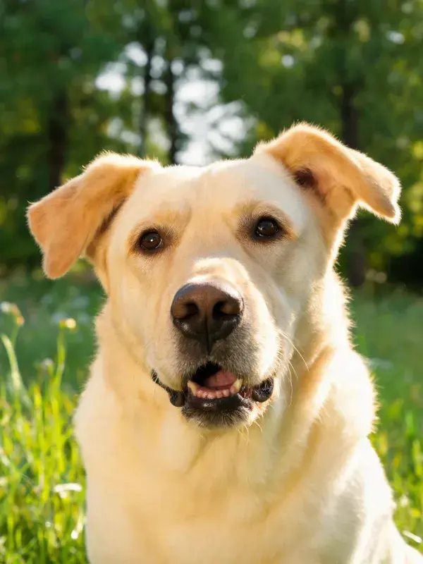 黄色拉布拉多犬注视镜头