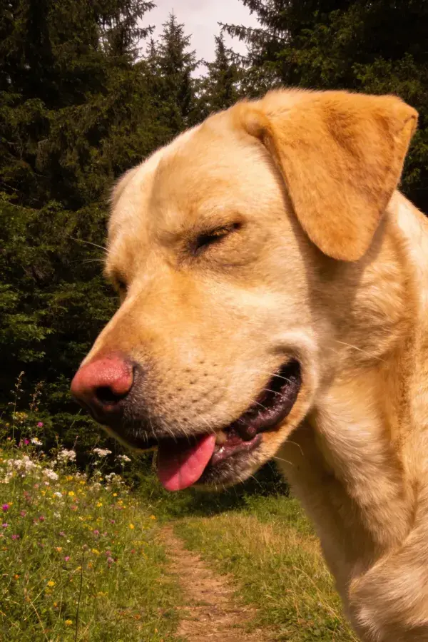 林间草地上的黄色拉布拉多犬