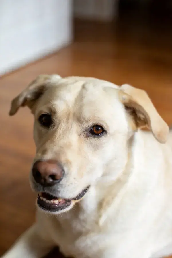 黄色拉布拉多犬安静注视镜头瞬间