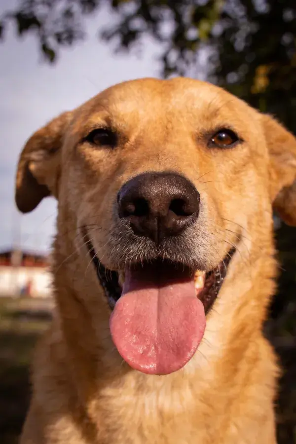 金毛混血犬张嘴喘气瞬间