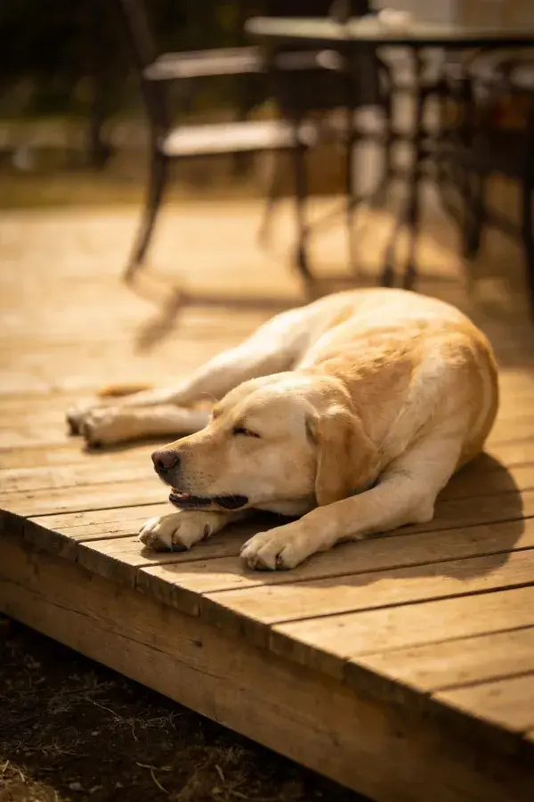 黄色拉布拉多犬在木质平台上的休憩状态