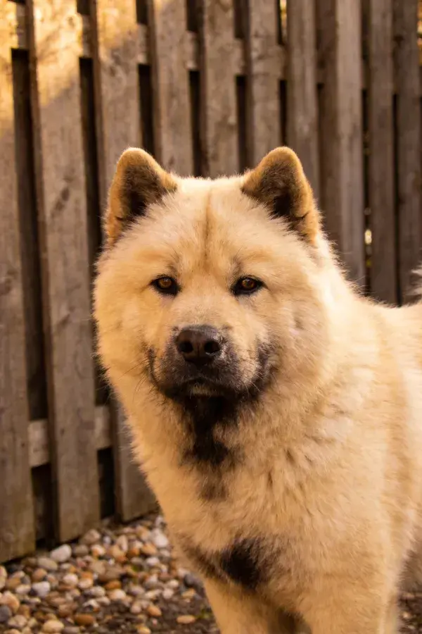 铁栅栏前毛发蓬松的柴犬特写