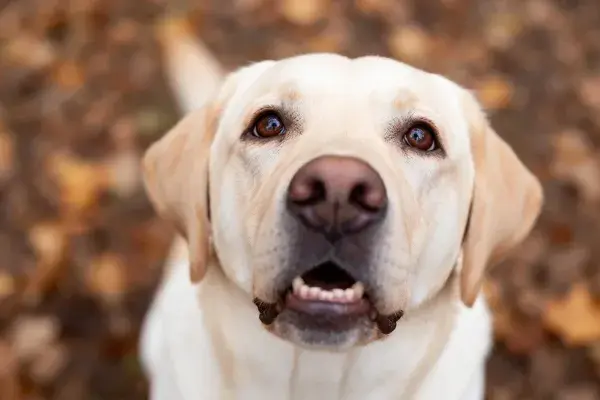 黄色拉布拉多猎犬凝视镜头瞬间