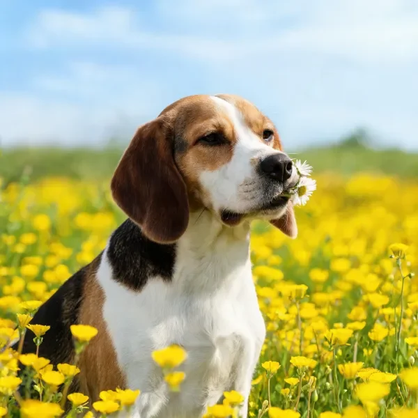 阳光下花田中的比格犬特写