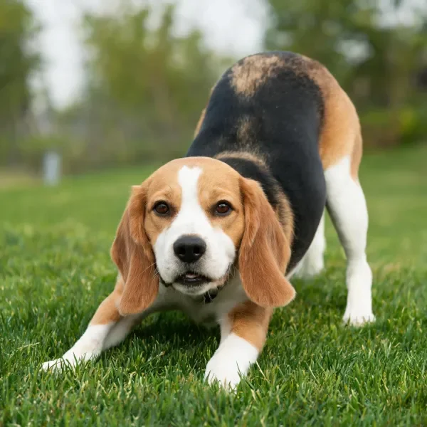 一只巴吉度猎犬在青草地上，三色毛发与绿色草地形成鲜明对比，前肢轻触草坪。
